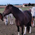 La compagnie de Gaya