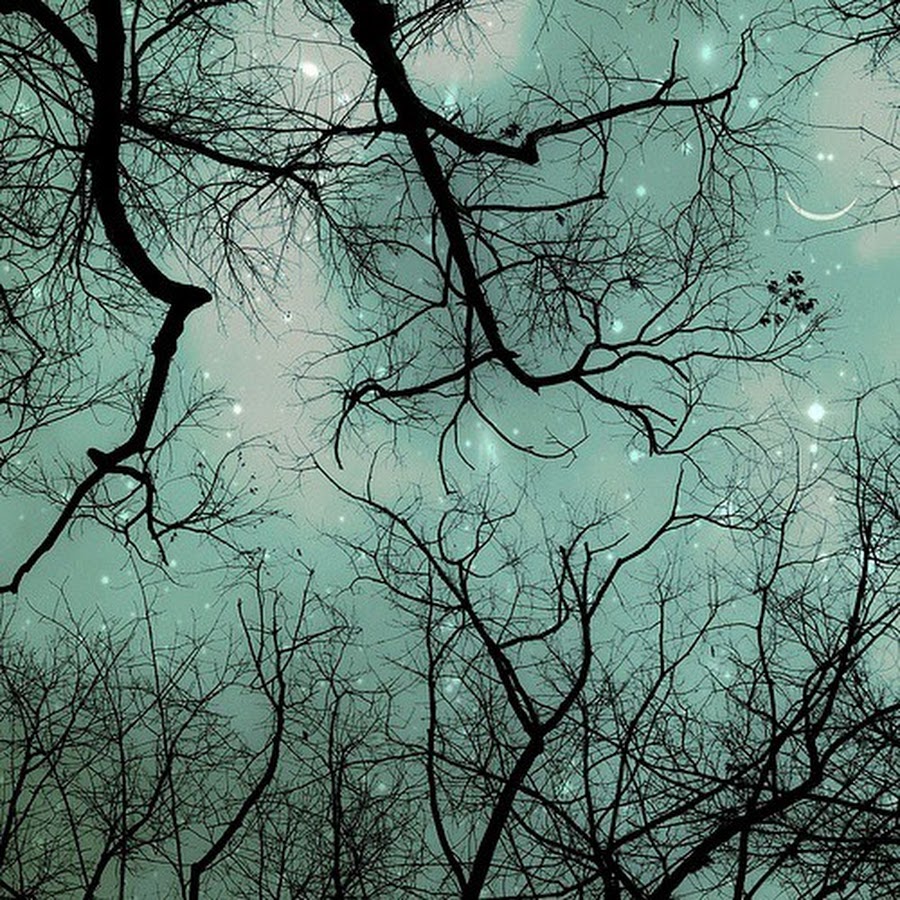 Ветви дерева и звезды