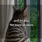 자연의 소리The sound of nature