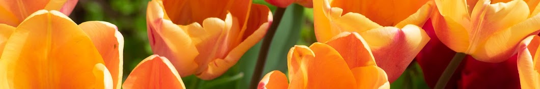Bulbes de Tulipes, Peter Nyssen