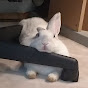 Bunny ASMR