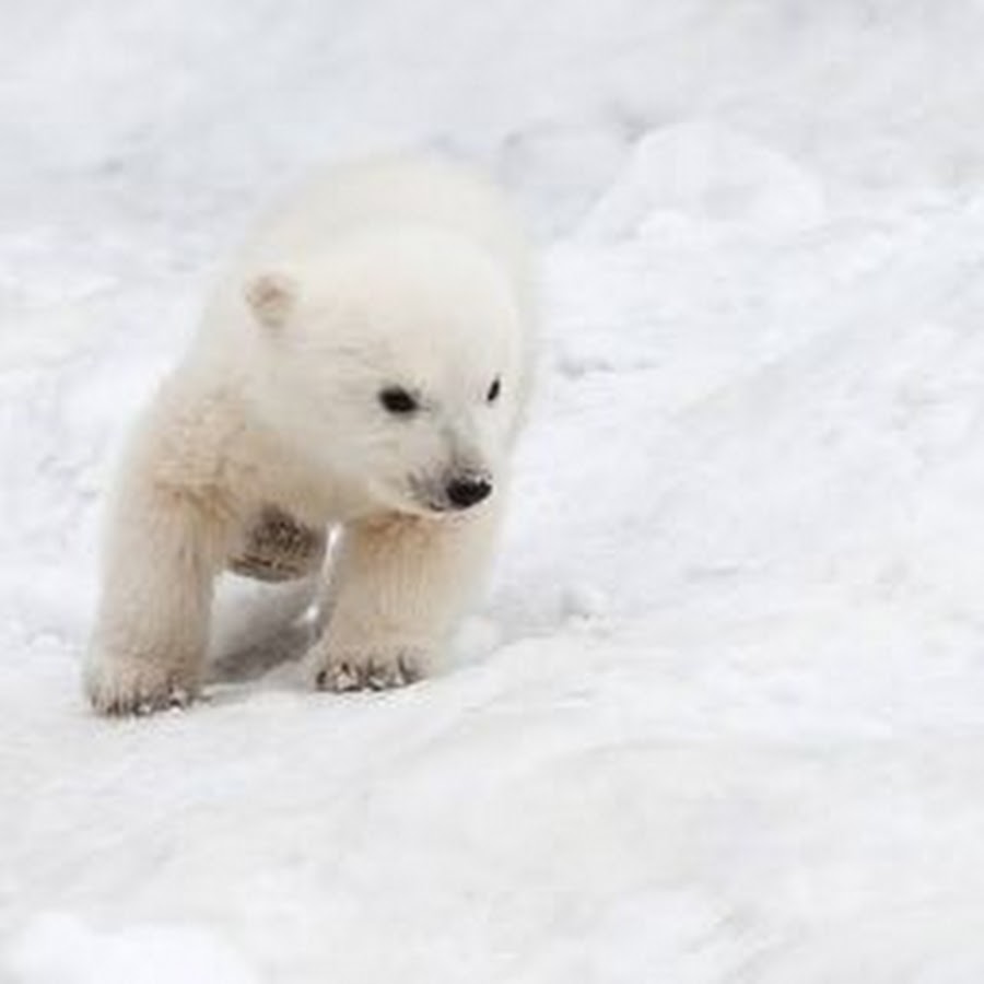 Белый хотя. Беленький Медвежонок. Полярный медведь, маленький. Urs Polar. Маленький Полярный Медвежонок 3.