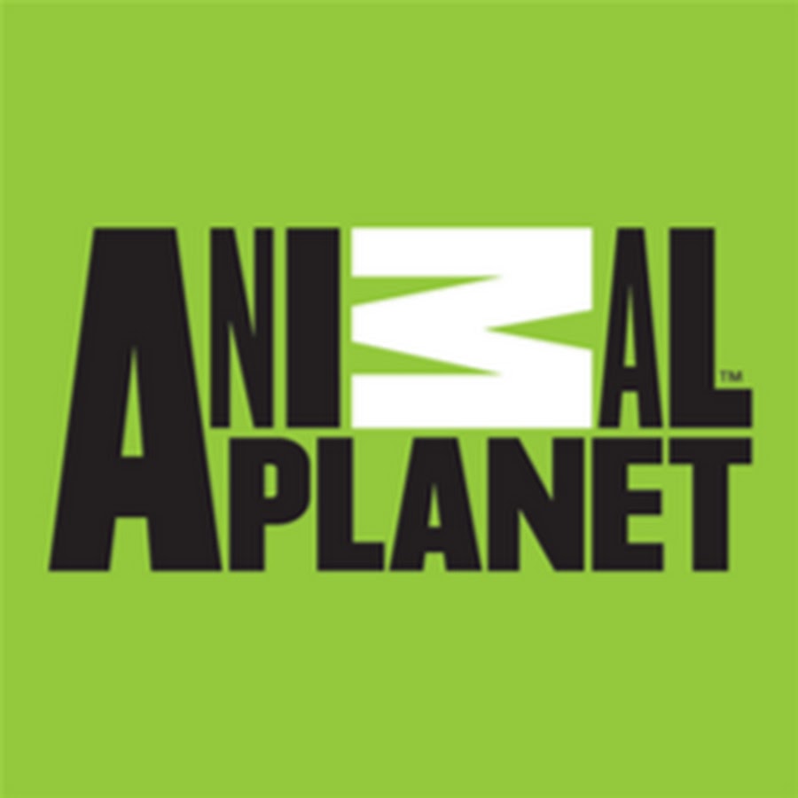 Animal planet. Энимал планет. Энимал планет Телеканал. Энимал планет логотип. Onet animal.