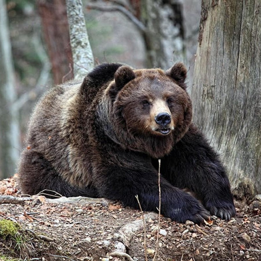 Украсть медведя. Медведь Томской области. Медведь в Томске. В Томской области медвежата.
