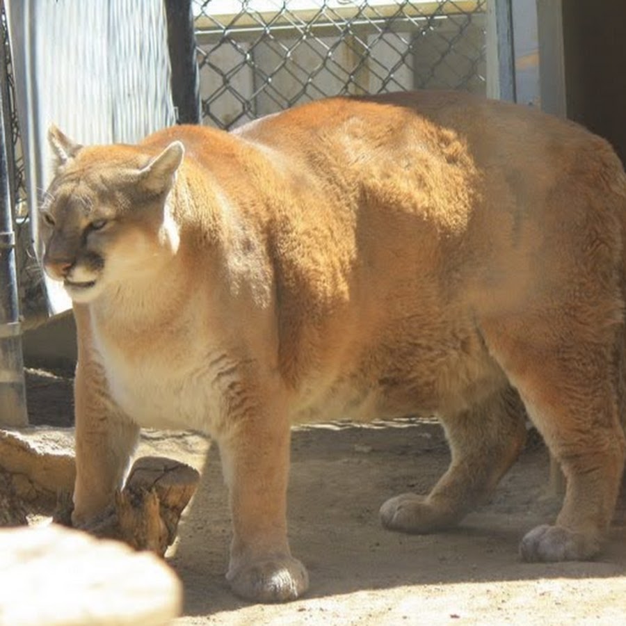 Очень толстый Лев