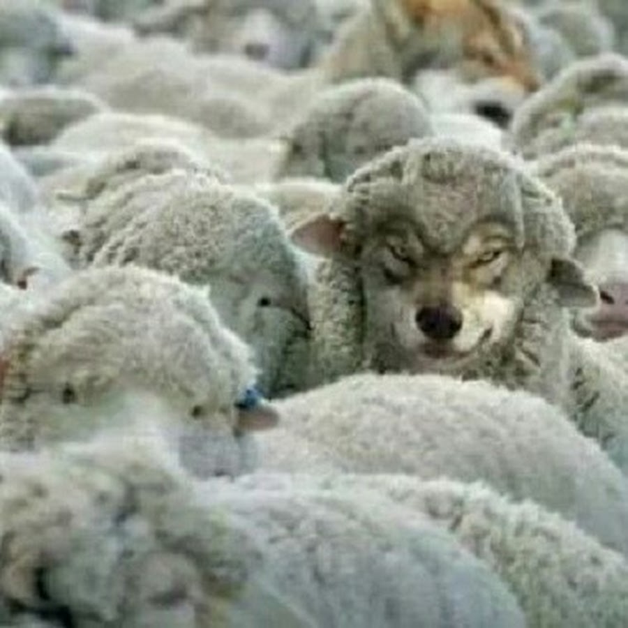 Собака среди овец