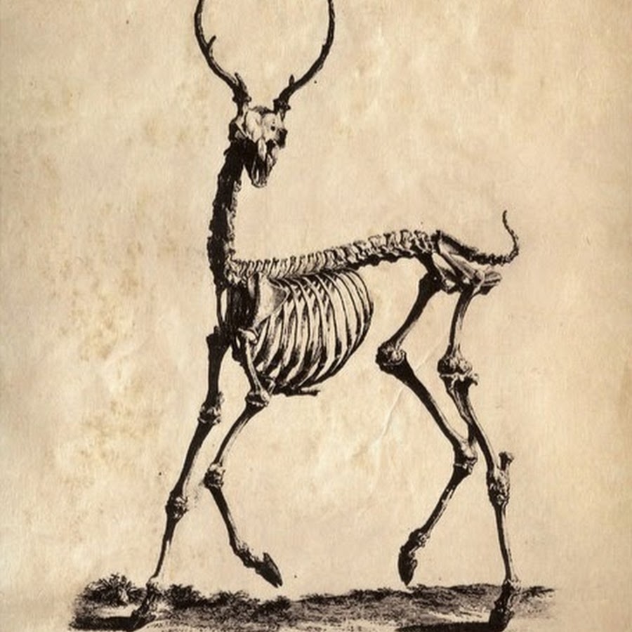 Анатомия антилопы