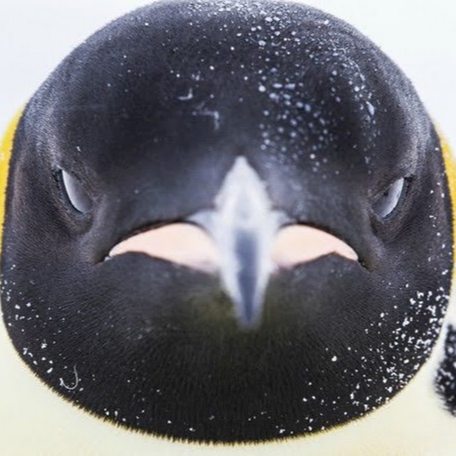 Страшный Пингвин
