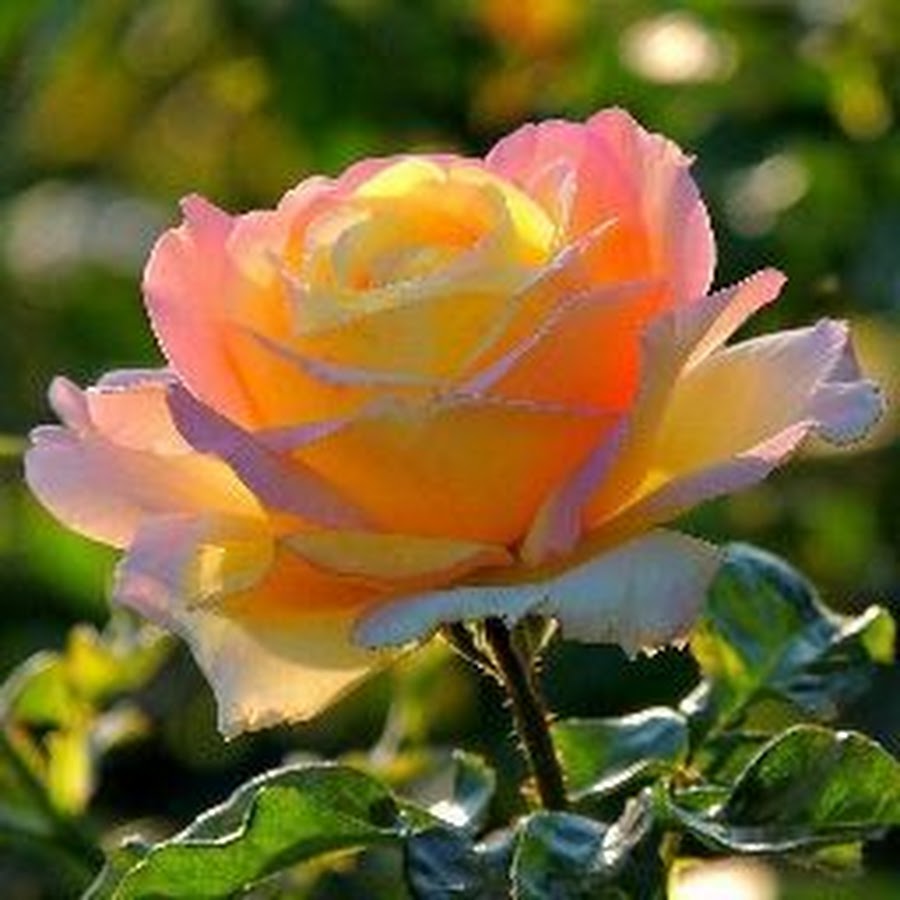 Роза чайно-гибридная Слава богам