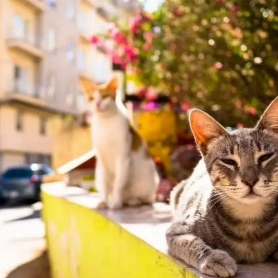 Hello street cat live. Котик на улице. Городской кот. Котики на улице лето. Красивые котики на улице.