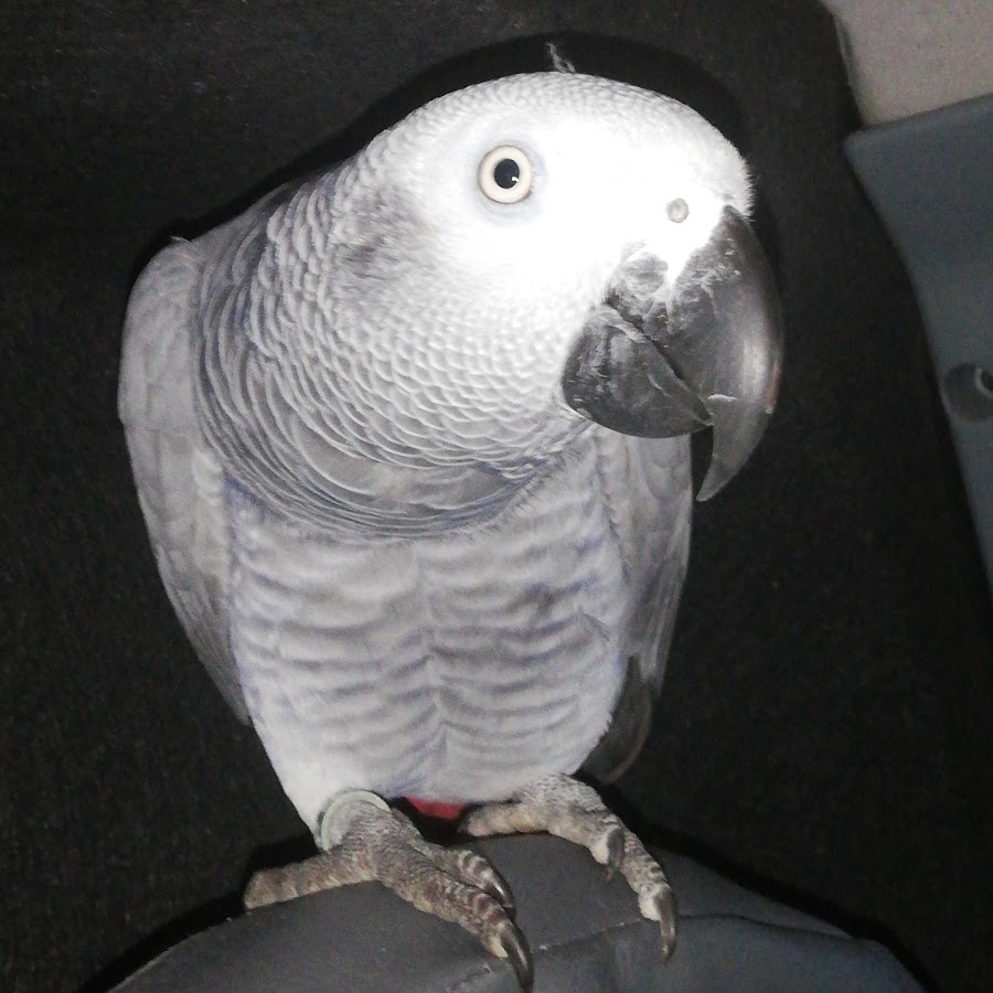 AGIKgqM5bWvYI_5UNROdMhWw1ahguWr3upnb0B1xCPO2=s900ckc0x00ffffffnorj