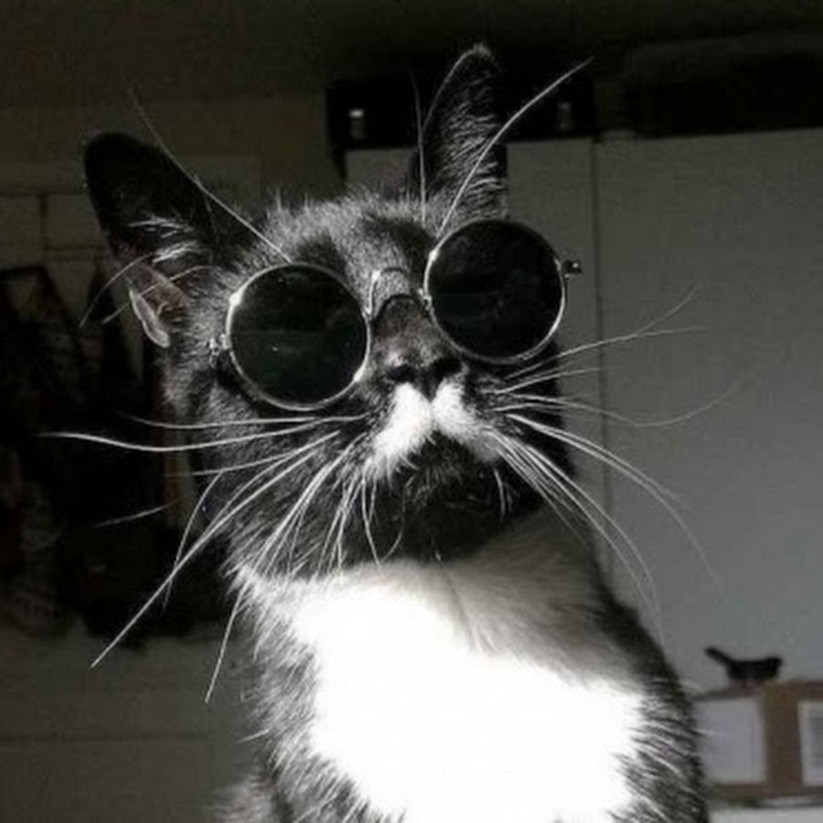 Кот в очках Лепса