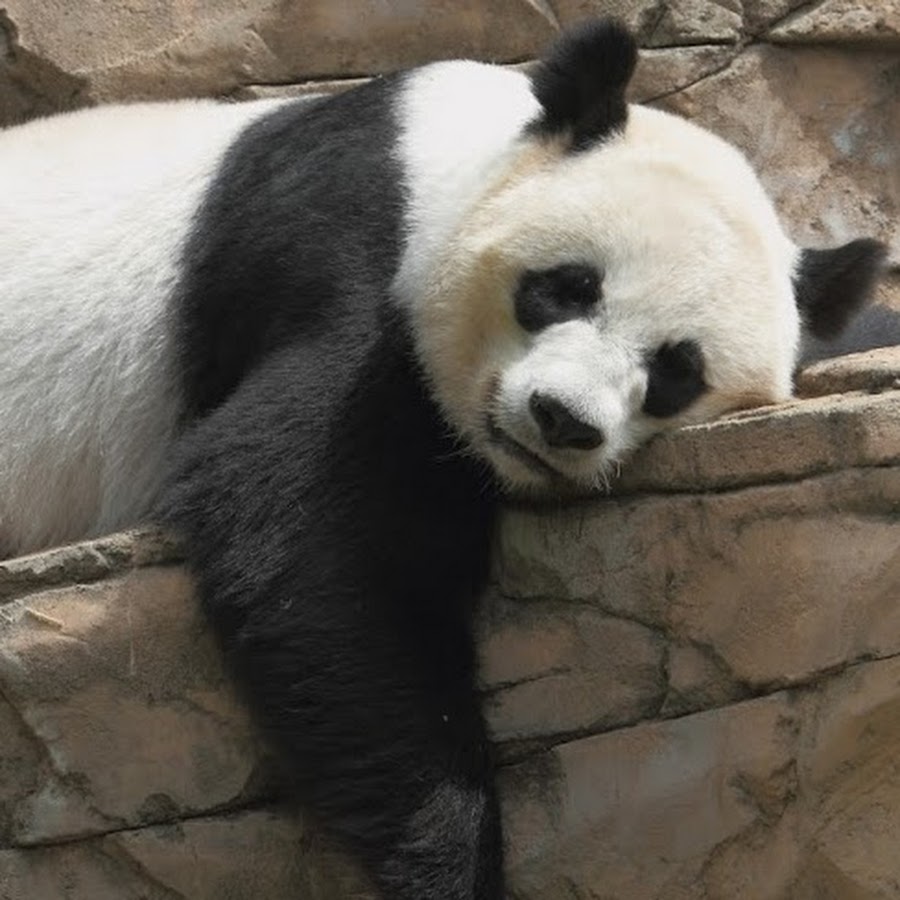 Фото ленивой панды