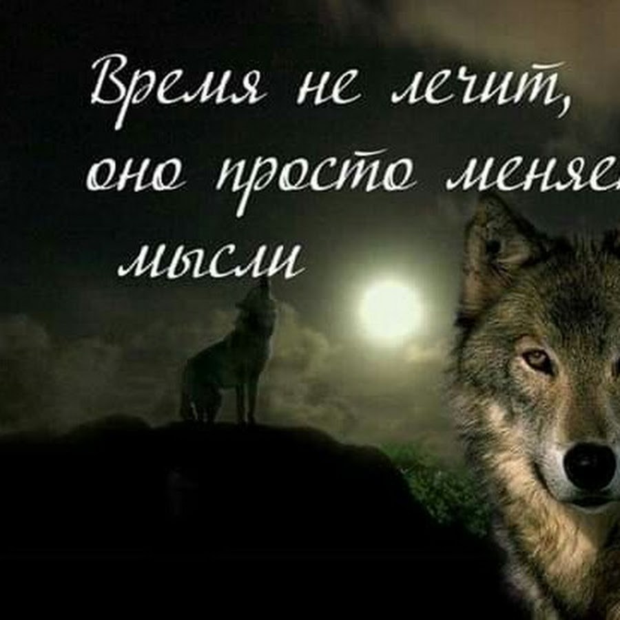 Жизнь волка