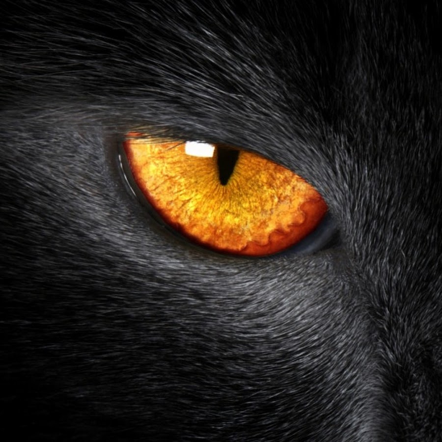 Черный кот с желтыми глазами арт11