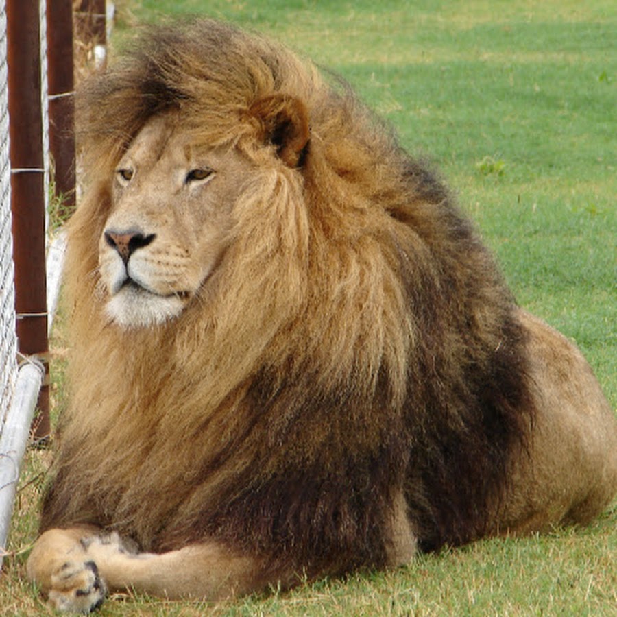 Разновидности львов фото и названия