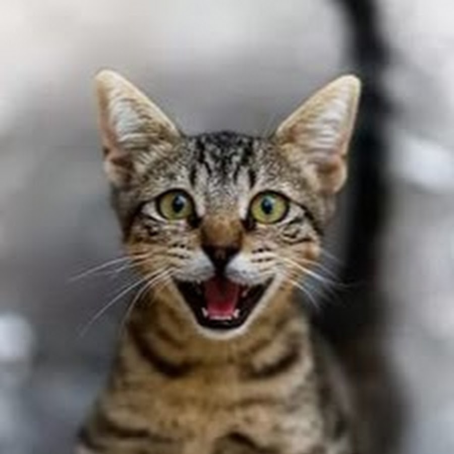 Кошачья улыбка. Веселые кошки. Улыбка кошки. Радостный кот. Смешной кот.