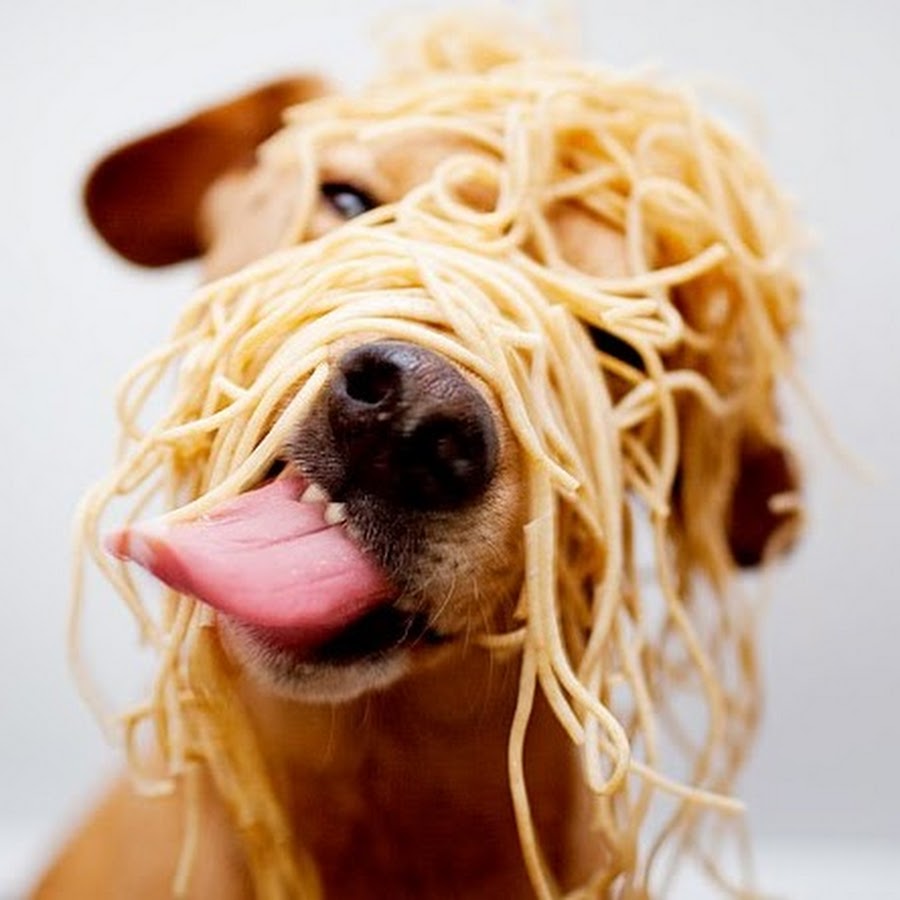 Собаки и спагетти
