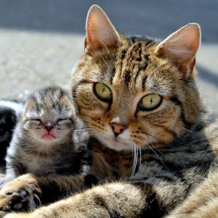 интересные фотографии кошек и котят
