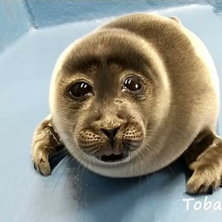 Crying seal meme