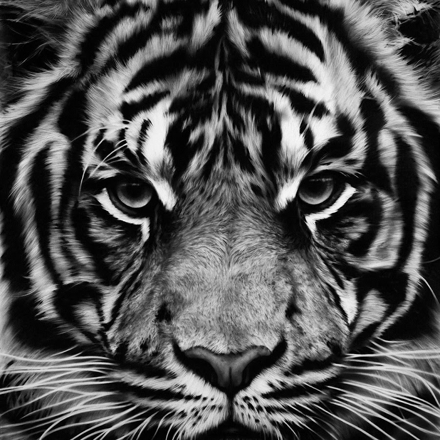 Пазл тигр черно белый