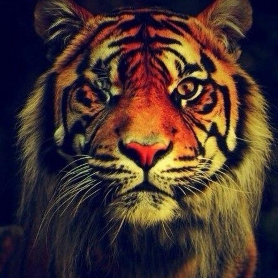 Тигр крутые картинки