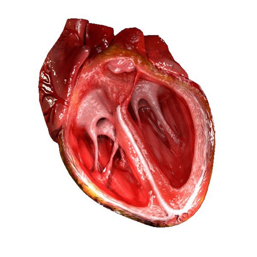 Сердце в разрезе с клапанами