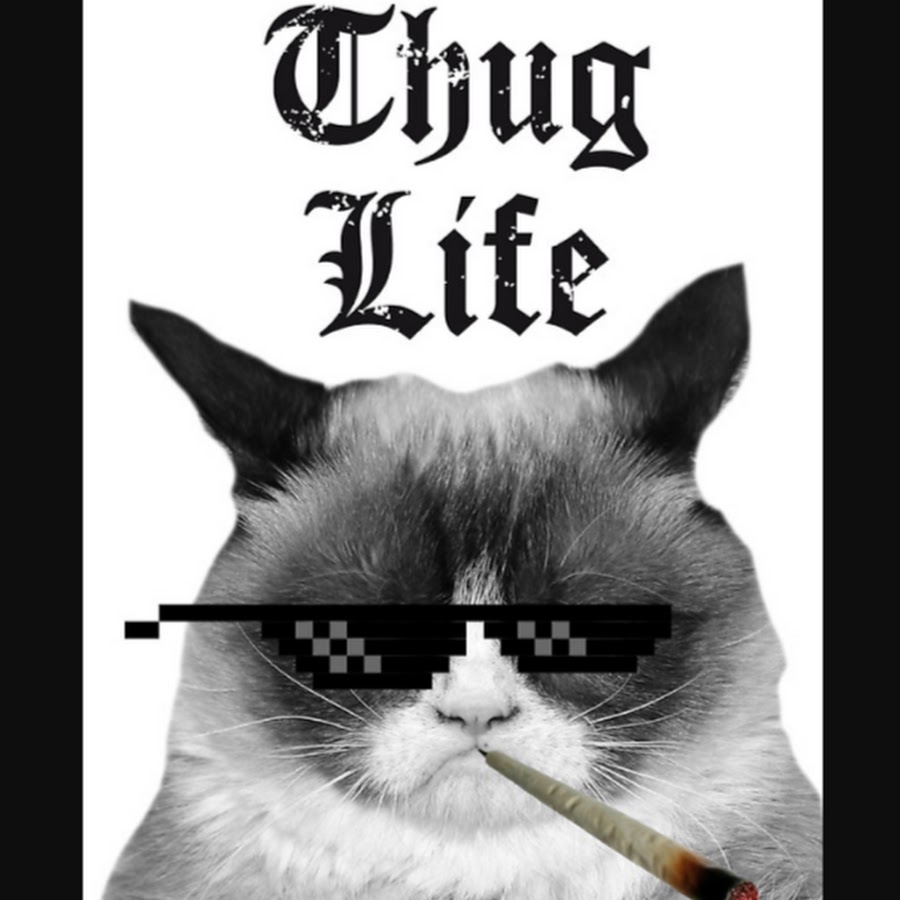 Thug life. Группа Thug Life. Кот Thug Life. Thug Life картинки. Thug Life Мем.