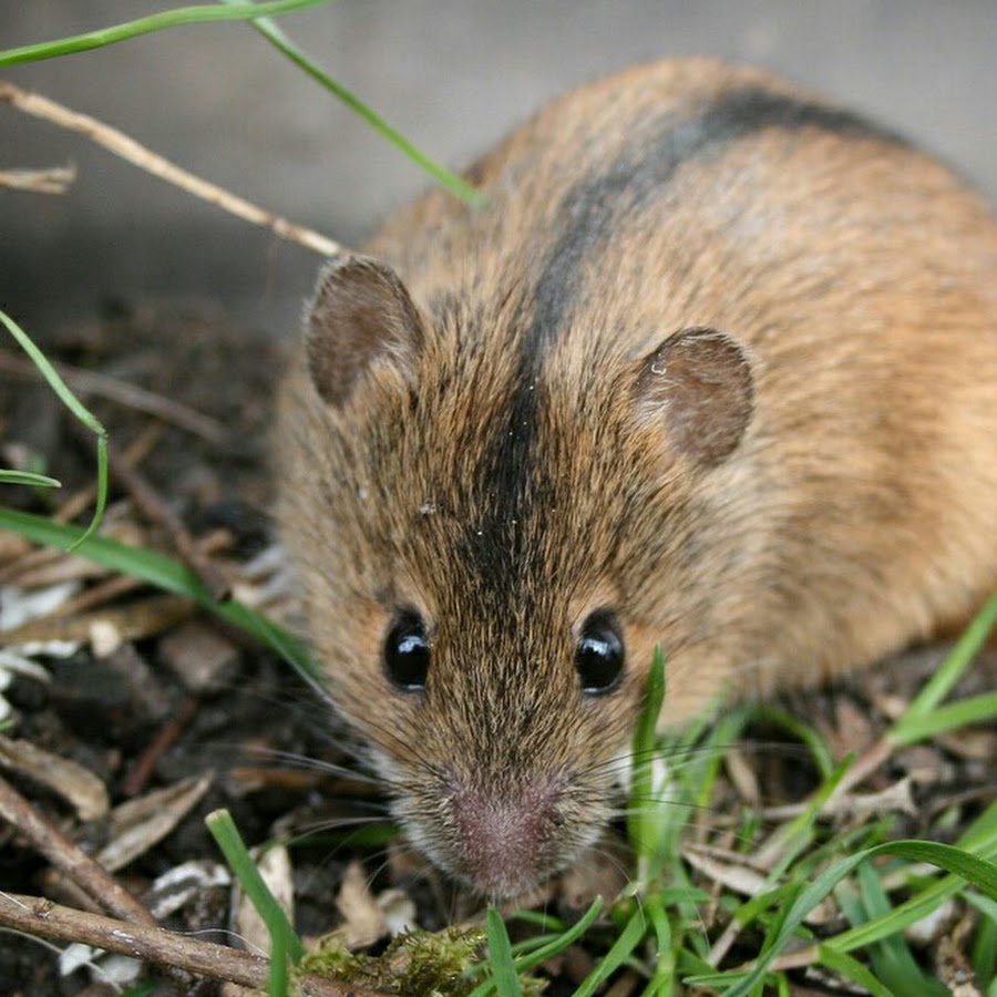 Полевая мышь Приморье