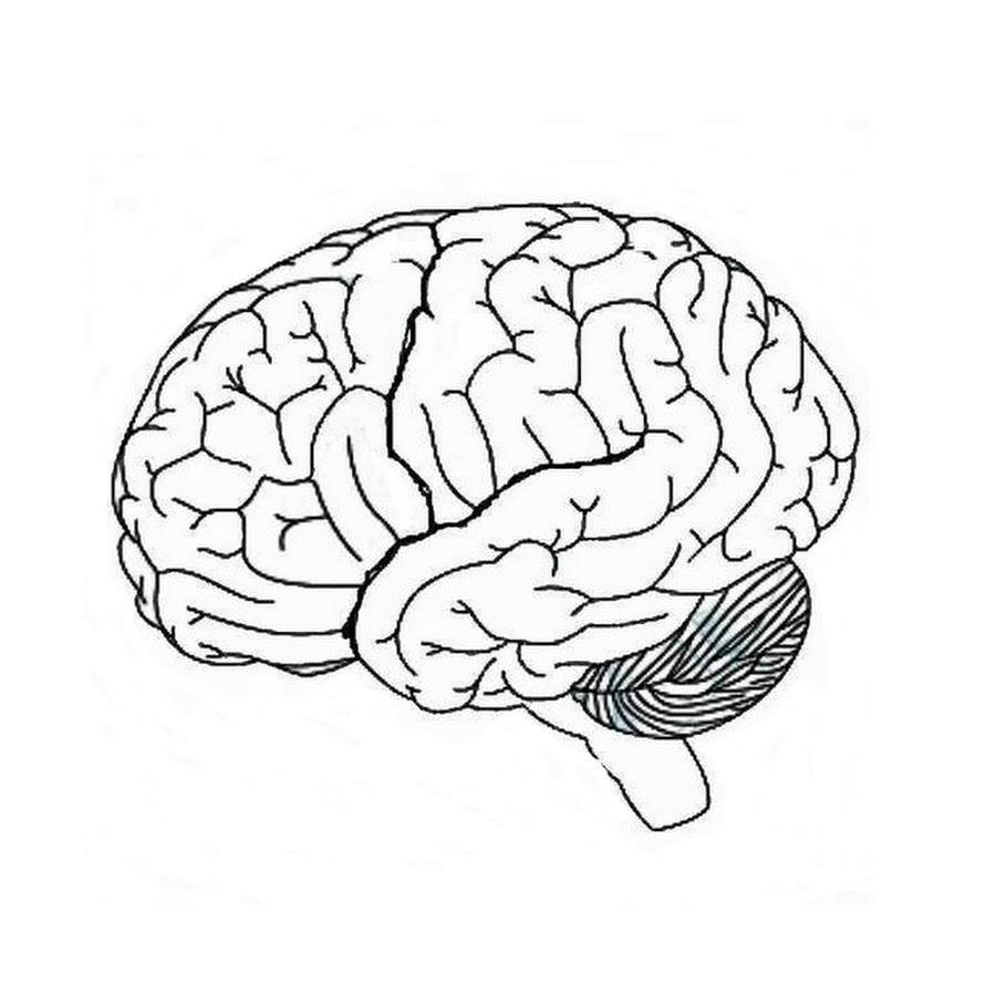 Как выглядит мозг человека картинки для детей 6 7 лет