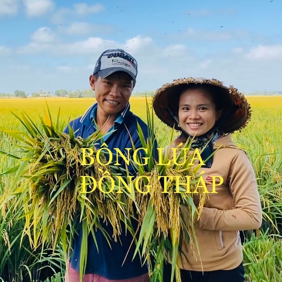 Bông Lúa Đồng Tháp - YouTube