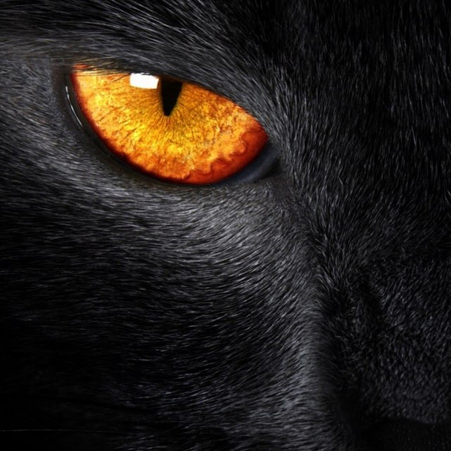 Черная кошка с янтарными глазами