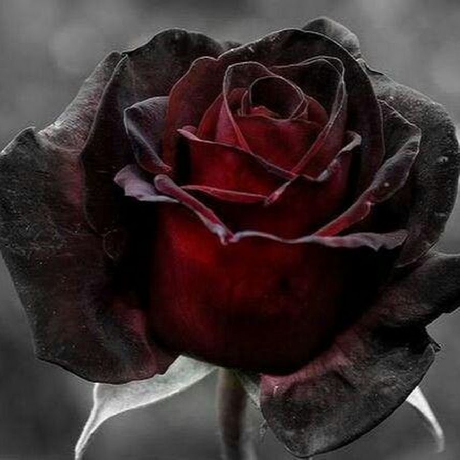 Красная роза с черными прожилками