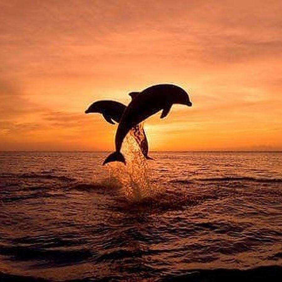 Дельфины выпрыгивают из воды на закате