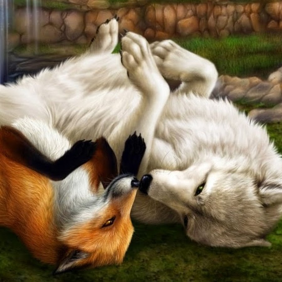 Волк и лиса группа. Волк и лиса. Лис и волк. Любовь волка и лисы. Лиса и волк вместе.