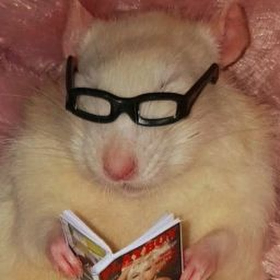 Крыса с очками