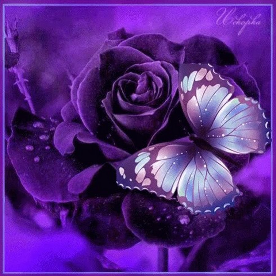 Фиолетовые цветы гиф