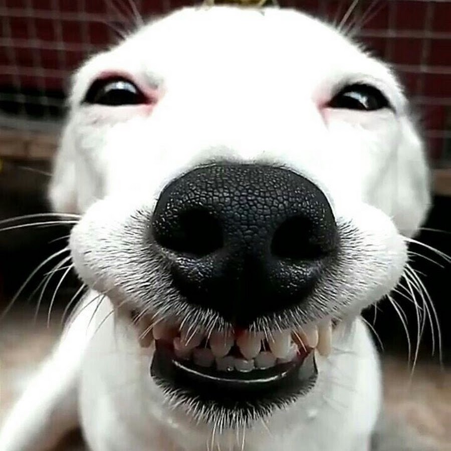 Собака улыбака с бровями