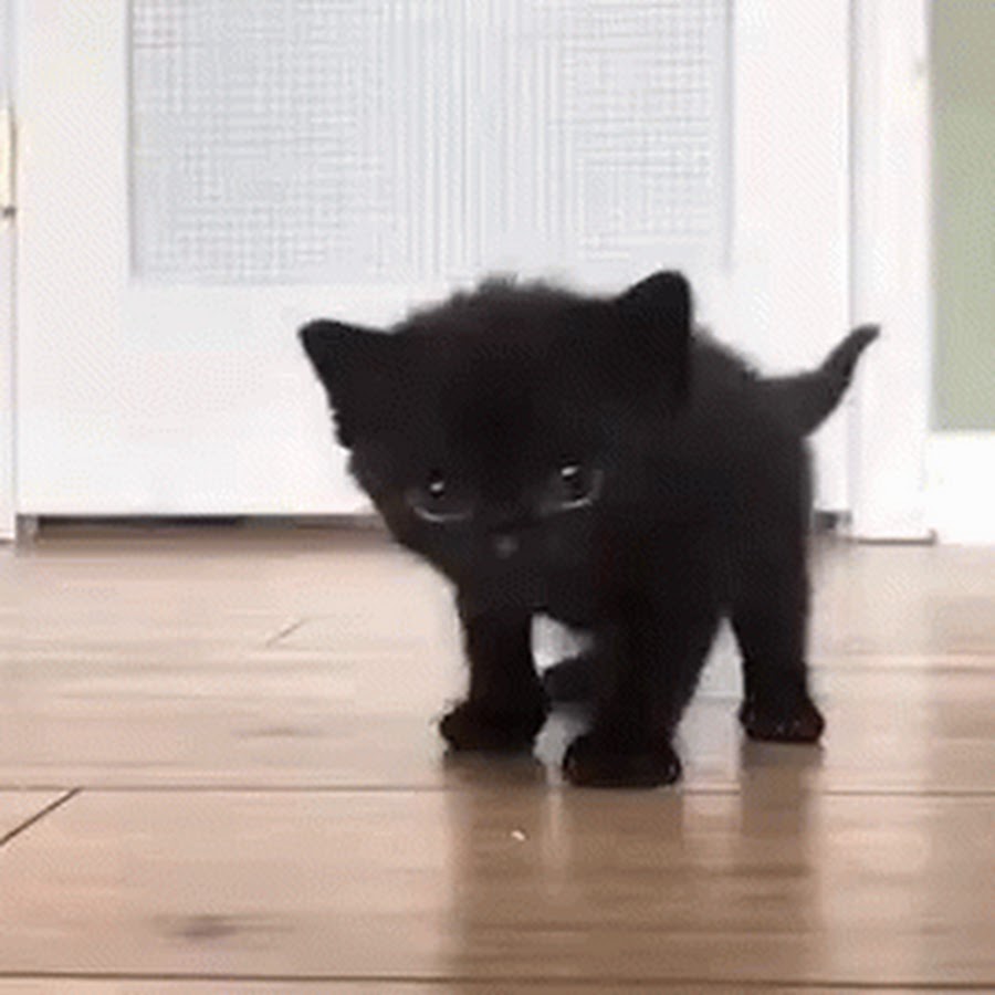 Black kitten gif