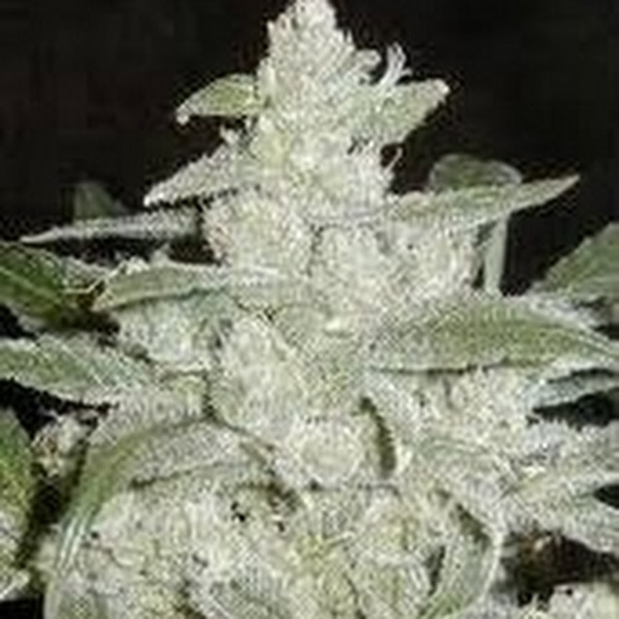 Выводить сорт. Вайт видоу сорт. Семена конопли White Widow. Канабис сорта White Widow. Канабис белая вдова.