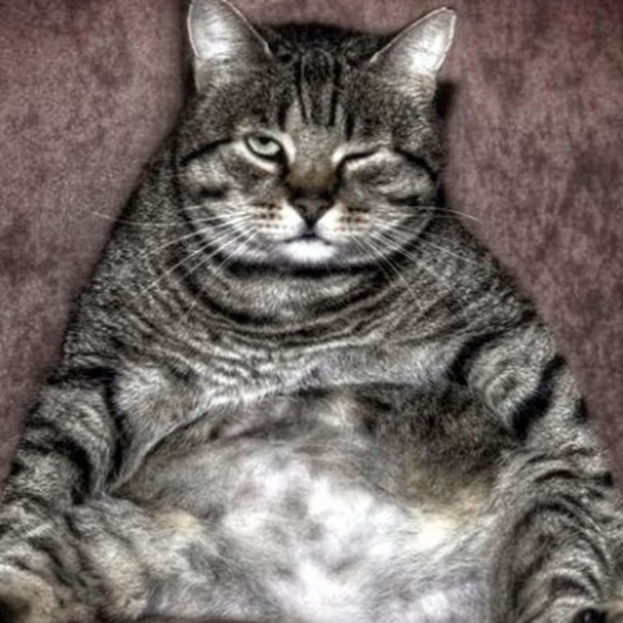 Толстый кот