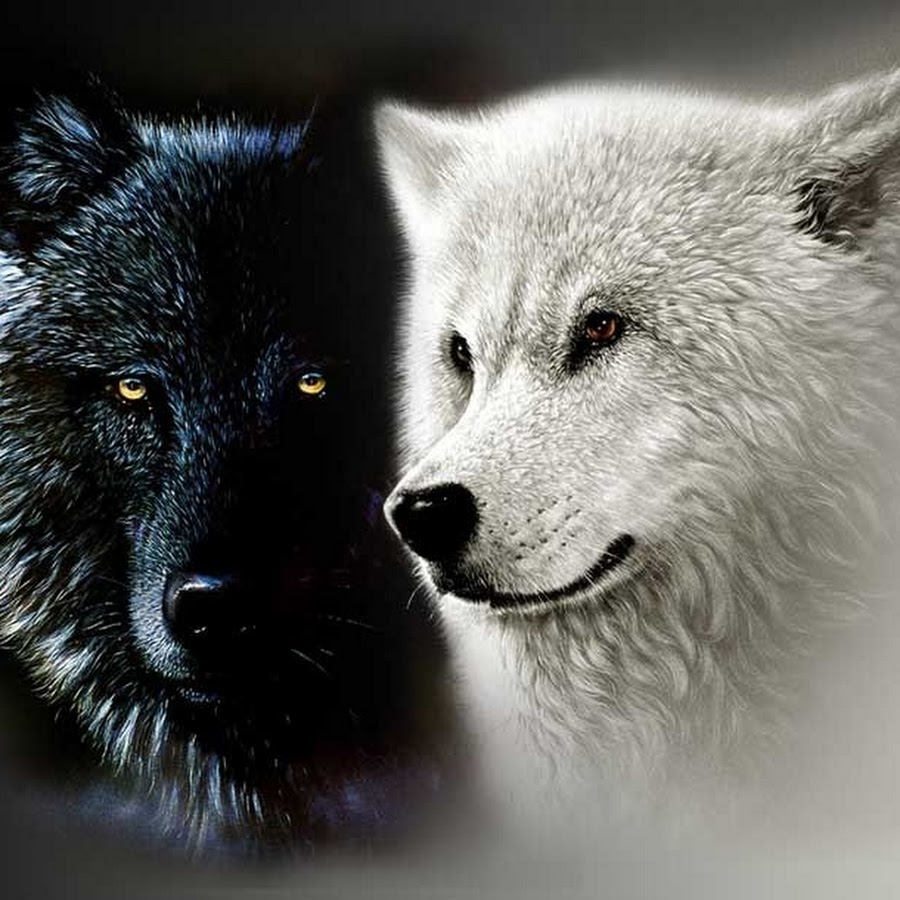 Белая волчица и черный волк