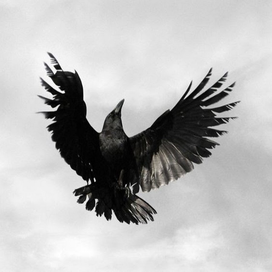 Крылья вороны ремикс. Крыло ворона. Крылья вороны. Ворон с расправленными крыльями. Черные вороны в полете.