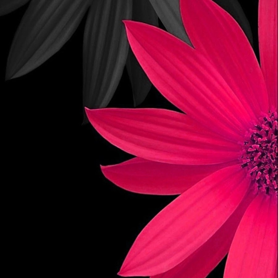 Цветы на чёрном фоне картинки