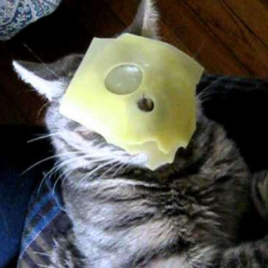 Кидают сыр. Кот с сыром на голове. Кот и сыр. Кот с куском сыра. Сыр на морде кота.