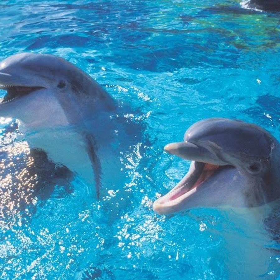 Дети дельфинов