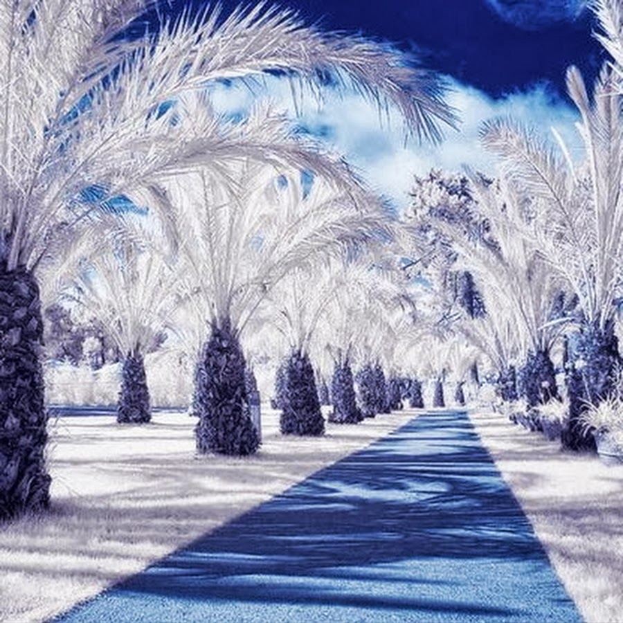 Картинка необычный зима. Необычные зимние пейзажи. Зима в тропиках. Зимний мир. Зима во Флориде.