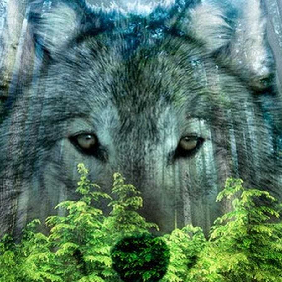 Волчица в лесу