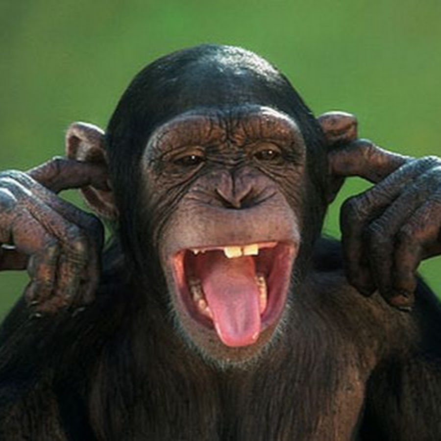 Шимпанзе с высунутым языком