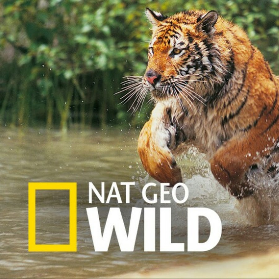 Программа нат гео. Нат Гео вайлд. Nat geo Wild Телеканал. Канал National Geographic Wild. Nat geo Wild животные.